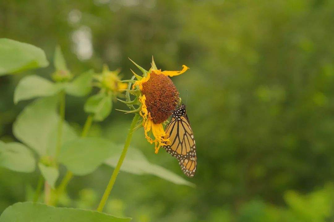 Photo of a butterfly on a sunflower