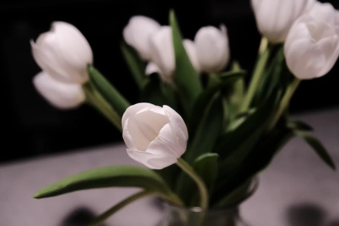 Photo of white tulips
